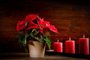 Holiday hazards -- photo of poinsettia plant and lighted candles